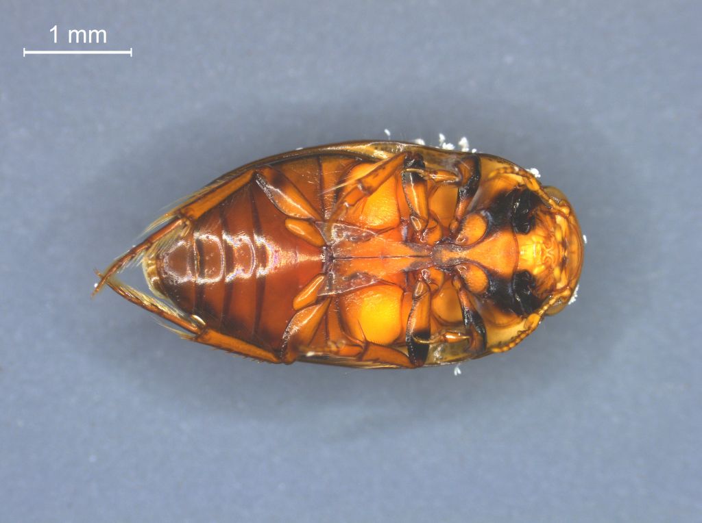 Noterus crassicornis